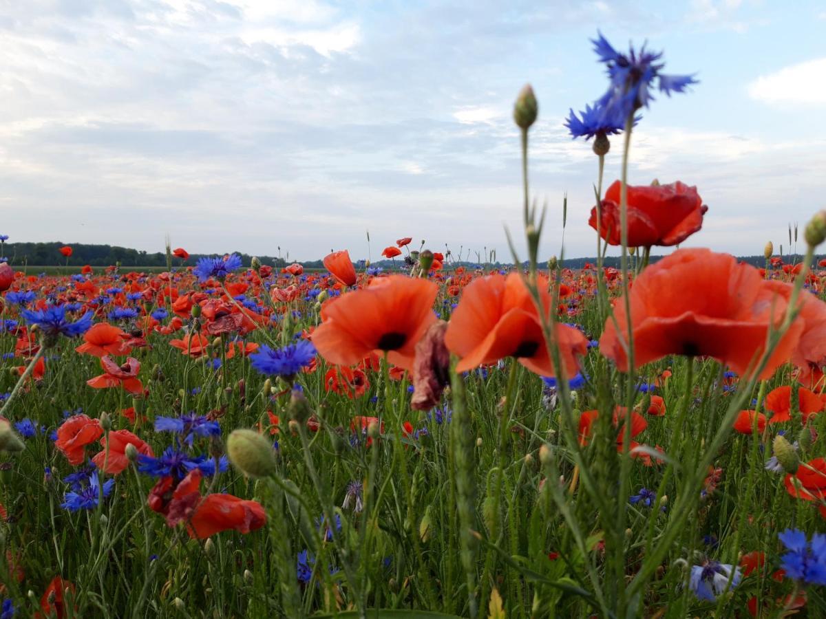 Ein Bett Im Kornfeld - Haus Morgensonne - Mit Innenpool Schonfeld  Luaran gambar